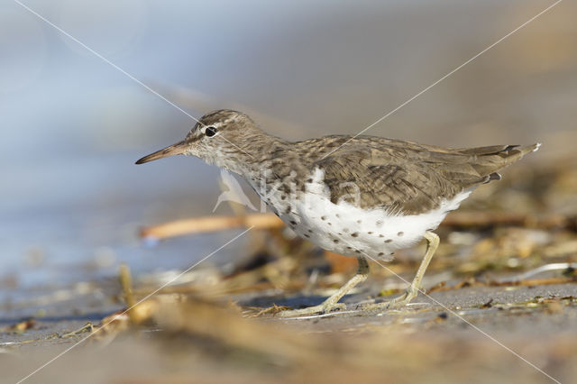 Amerikaanse Oeverloper (Actitis macularius)