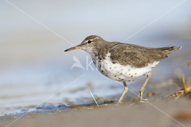 Amerikaanse Oeverloper (Actitis macularius)