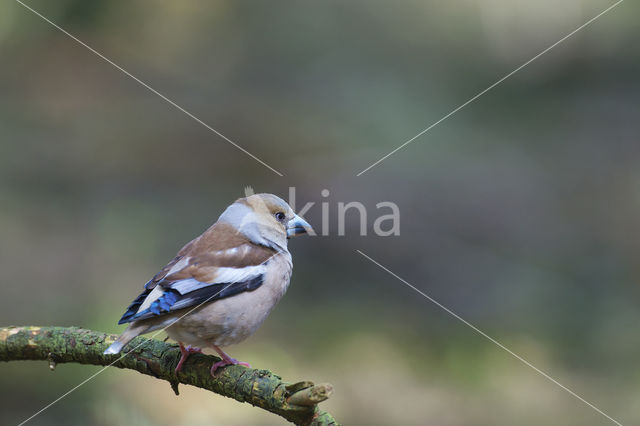 Appelvink (Coccothraustes coccothraustes)