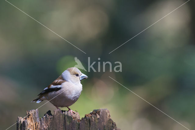 Appelvink (Coccothraustes coccothraustes)