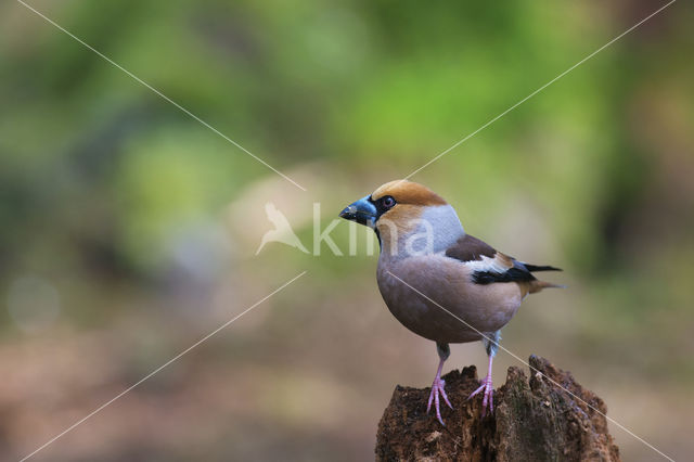 Appelvink (Coccothraustes coccothraustes)