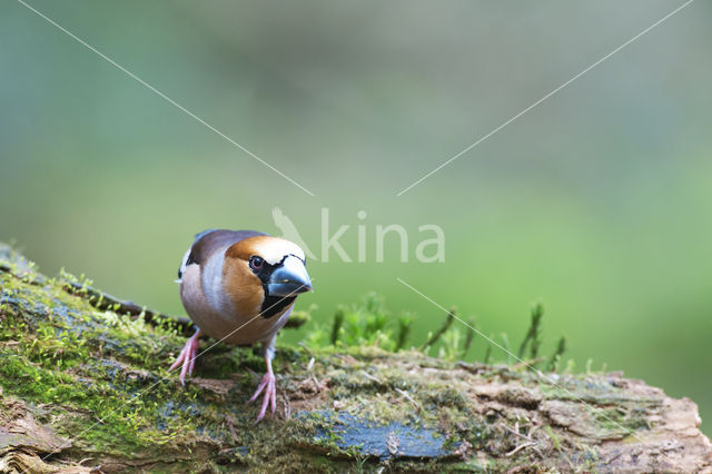 Appelvink (Coccothraustes coccothraustes)