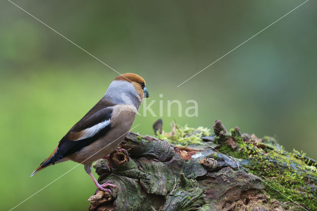 Appelvink (Coccothraustes coccothraustes)