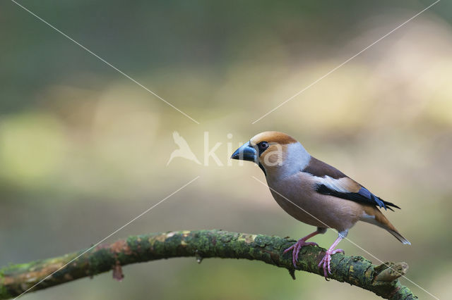 Appelvink (Coccothraustes coccothraustes)