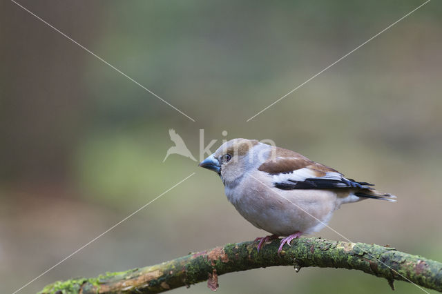 Appelvink (Coccothraustes coccothraustes)