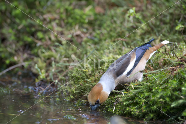 Appelvink (Coccothraustes coccothraustes)