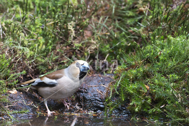 Appelvink (Coccothraustes coccothraustes)