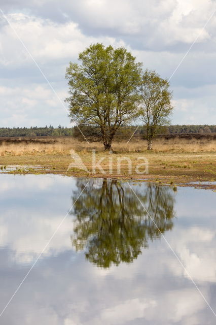 Berk (Betula)