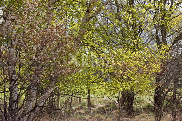 Berk (Betula)