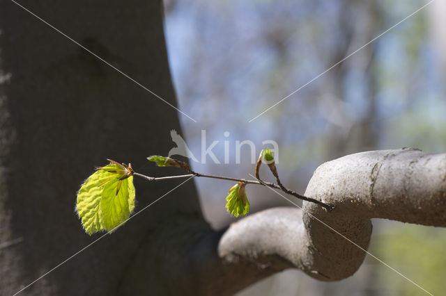 Beech (Fagus sylvatica)