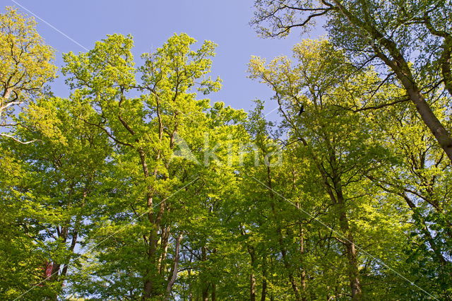 Beech (Fagus sylvatica)