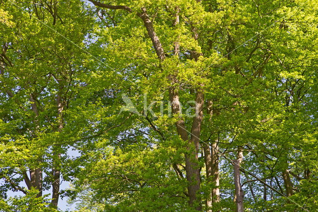 Beuk (Fagus sylvatica)