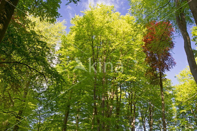 Beuk (Fagus sylvatica)