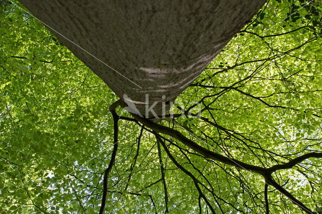 Beuk (Fagus sylvatica)