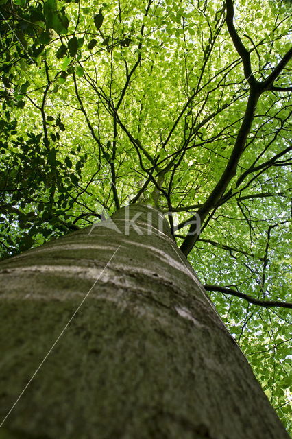 Beuk (Fagus sylvatica)