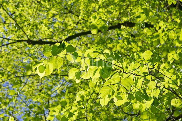 Beuk (Fagus sylvatica)