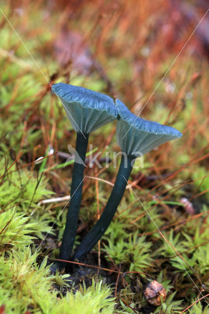 Blauwgroen trechtertje (Omphalina chlorocyanea)