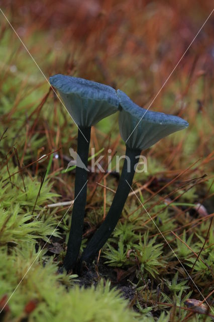 Blauwgroen trechtertje (Omphalina chlorocyanea)