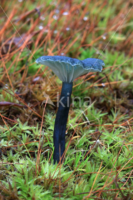 Blauwgroen trechtertje (Omphalina chlorocyanea)