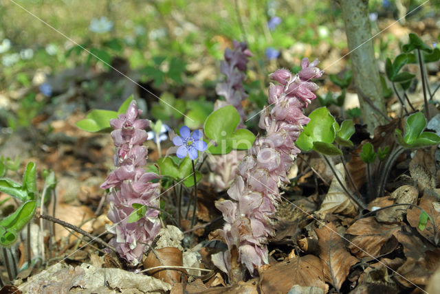 Bleke schubwortel (Lathraea squamaria)