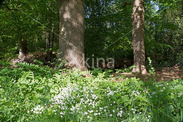 Bosanemoon (Anemone nemorosa)