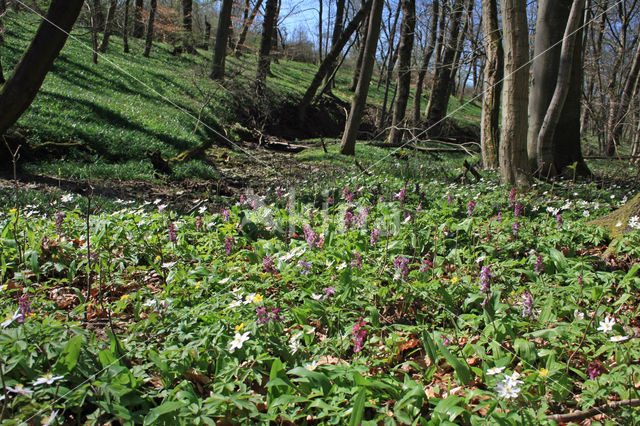 Bosanemoon (Anemone nemorosa)