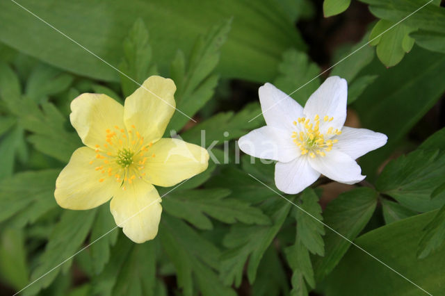 Bosanemoon (Anemone nemorosa)