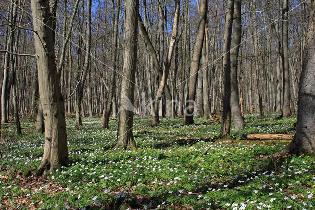 Wood Anemone (Anemone nemorosa)