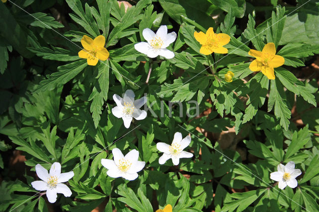 Bosanemoon (Anemone nemorosa)