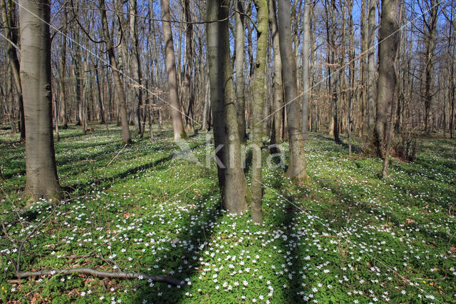 Bosanemoon (Anemone nemorosa)