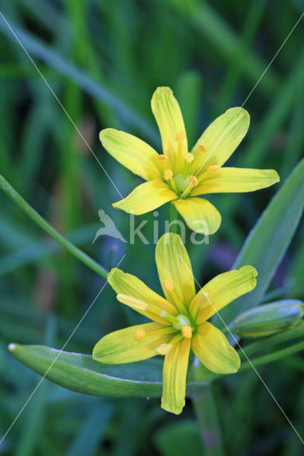 Bosgeelster (Gagea lutea)