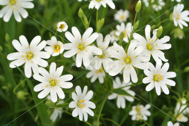 Bosmuur (Stellaria nemorum)