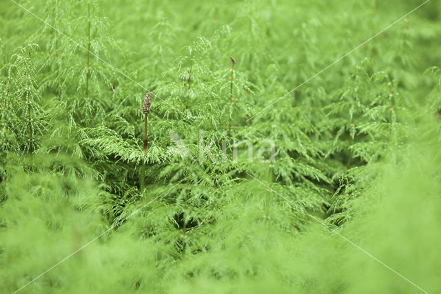 Bospaardenstaart (Equisetum sylvaticum)