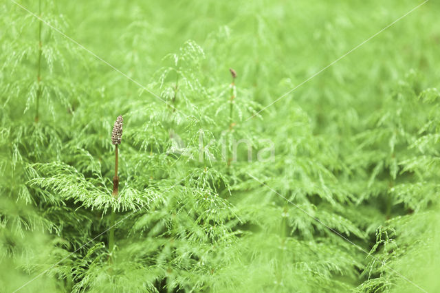 Bospaardenstaart (Equisetum sylvaticum)