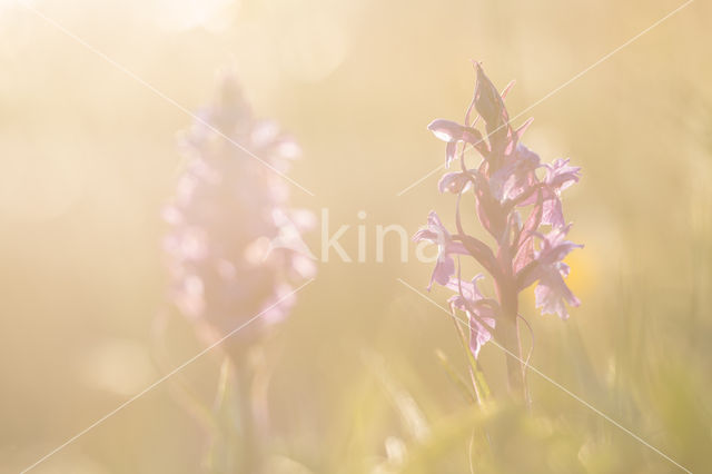 Brede orchis (Dactylorhiza majalis)