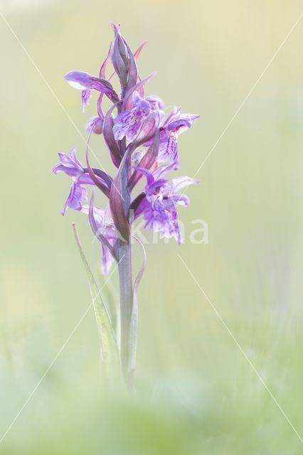 Brede orchis (Dactylorhiza majalis)