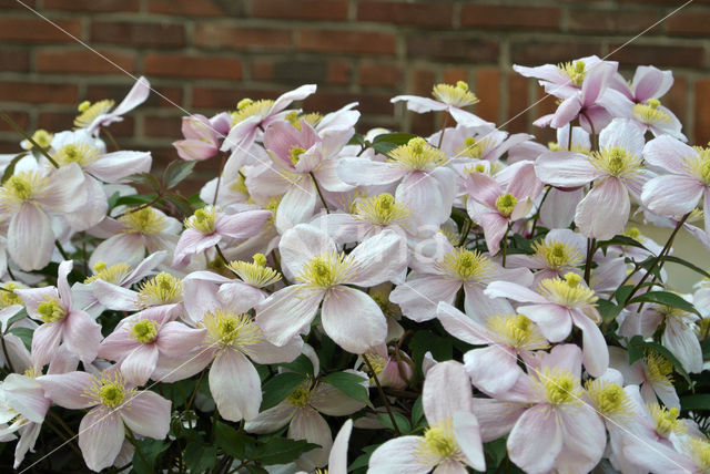 Clematis (Clematis spec)