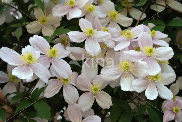 Clematis (Clematis spec)