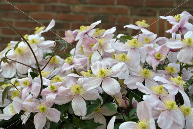 Clematis (Clematis spec)