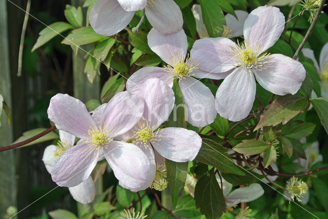 Clematis (Clematis spec)