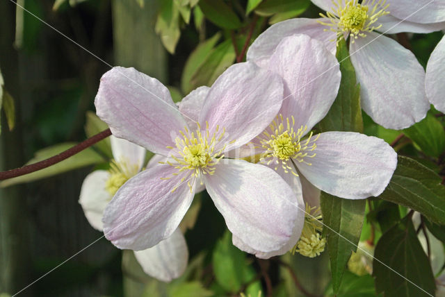 Clematis (Clematis spec)