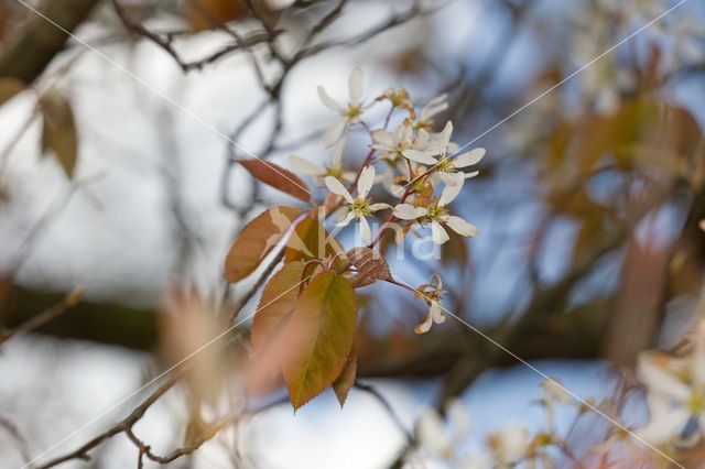 Allegheny serviceberry (Amelanchier laevis)