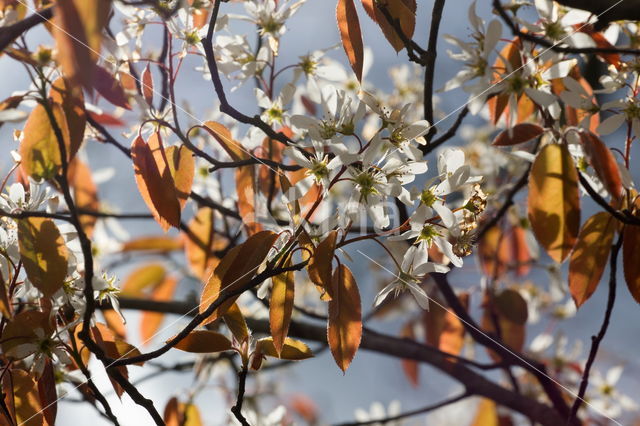 Allegheny serviceberry (Amelanchier laevis)