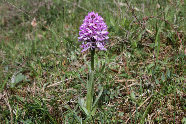 Drietandorchis (Neotinea tridentata)