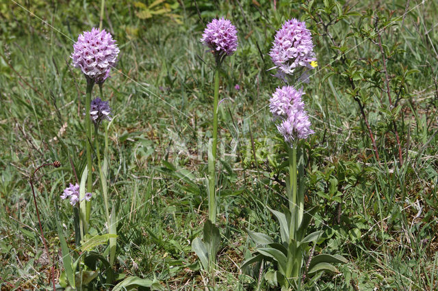 Drietandorchis (Neotinea tridentata)