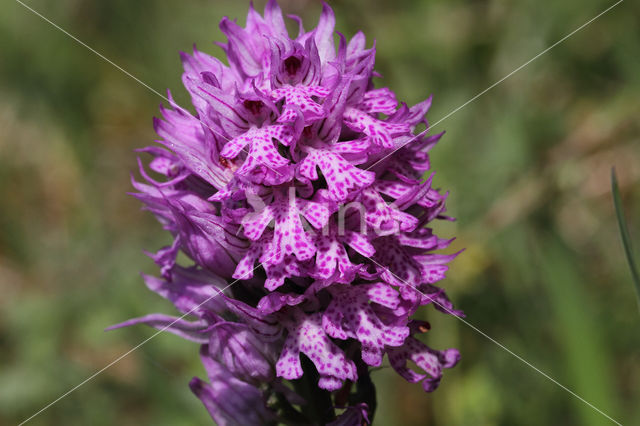 Drietandorchis (Neotinea tridentata)