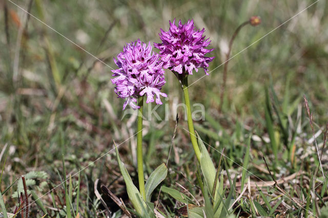 Drietandorchis (Neotinea tridentata)