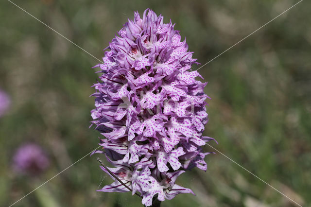 Drietandorchis (Neotinea tridentata)