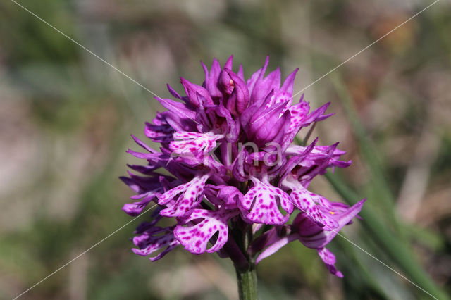 Drietandorchis (Neotinea tridentata)