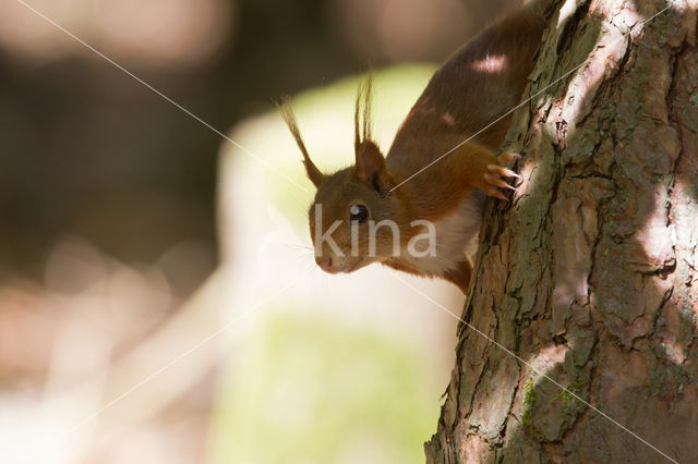 Eekhoorn (Sciurus vulgaris)